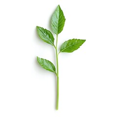 Obraz premium Fresh Stalk of Celery Isolated on White Background for Culinary Concepts