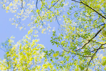 ふんわり明るい新緑