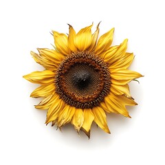 Obraz premium Sunflower Seed on White Background for Food and Agriculture Industry