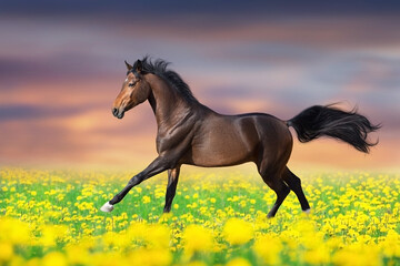 Horse run in dandelion field