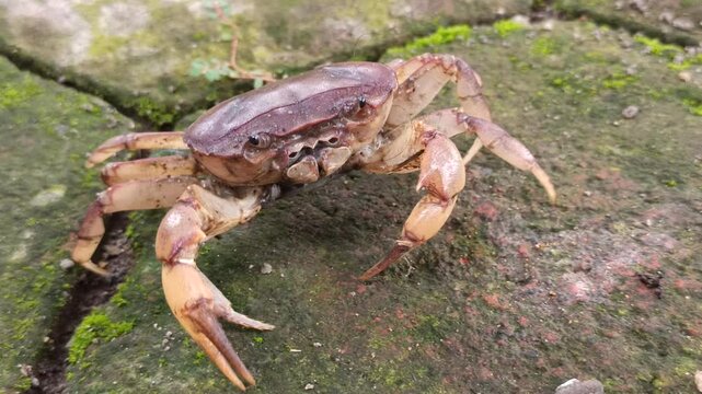 Gecarcinucoidea is a superfamily of freshwater crabs