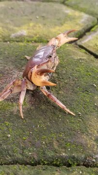 Gecarcinucoidea is a superfamily of freshwater crabs