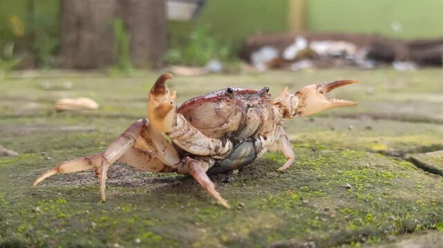 Gecarcinucoidea is a superfamily of freshwater crabs