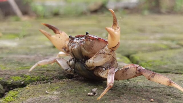 Gecarcinucoidea is a superfamily of freshwater crabs