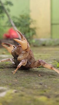 Gecarcinucoidea is a superfamily of freshwater crabs