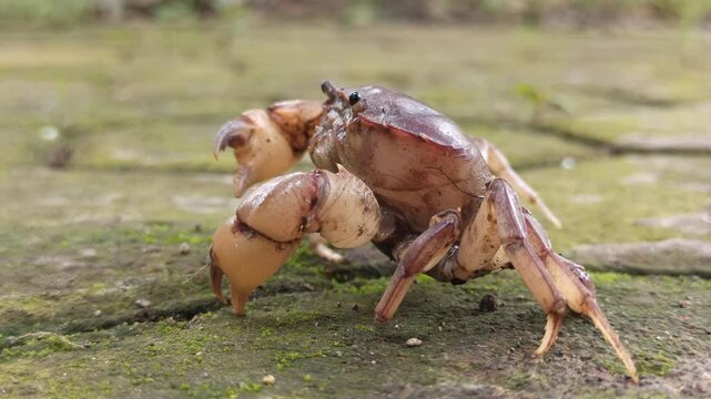 Gecarcinucoidea is a superfamily of freshwater crabs