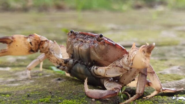 Gecarcinucoidea is a superfamily of freshwater crabs