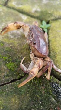 Gecarcinucoidea is a superfamily of freshwater crabs
