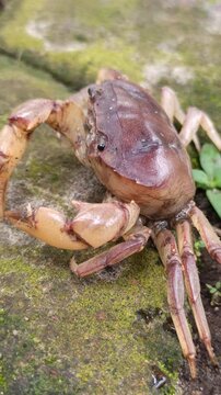 Gecarcinucoidea is a superfamily of freshwater crabs