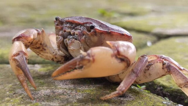 Gecarcinucoidea is a superfamily of freshwater crabs