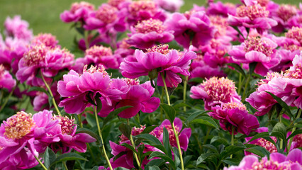 Fototapeta premium Magnificent buds of unusual bright pink peonies with yellow stamens in a summer garden.