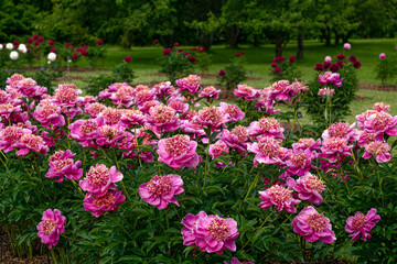 Magnificent buds of unusual bright pink peonies with yellow stamens in a summer garden.
