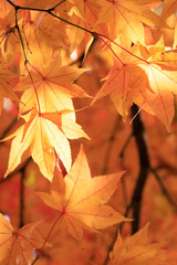 自然が織りなす秋の紅葉のアート