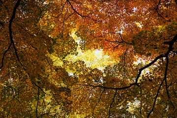 自然が織りなす秋の紅葉のアート