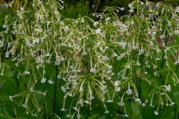Summer flowerbed in the sunlight with beautiful white tobacco flowers.