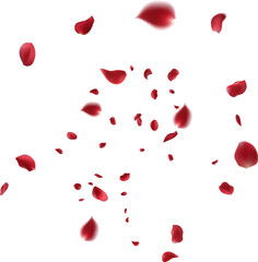 Rose petals or sakura flying background isolated on white backdrop, explosion, burst at the center. Festive illustration in flat modern simple style.