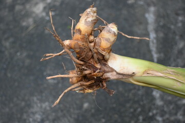 Raw Turmeric Root with plant. rhizomes fresh or boiled in water and dried, after which they are ground into yellow powder. Its used as a spice in food in many countries including India. Curcuma longa.