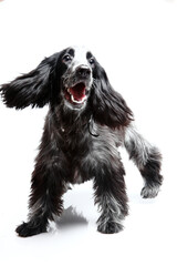 Cocker Spinel black and white dog on white background