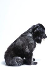 Cocker Spinel black and white dog on white background
