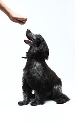 Cocker Spinel black and white dog on white background
