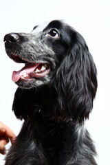 Closeup of Cocker Spinel black and white dog on white background