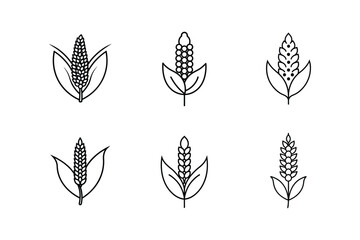 quinoa line art vector illustration