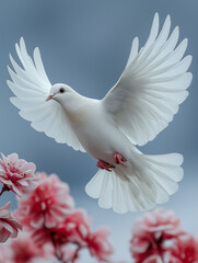 Obraz premium White dove flying above pink blossoms.