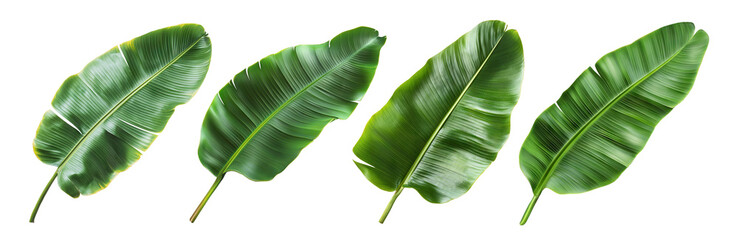 Set of tropical banana leaves, isolated on transparent cutout background	