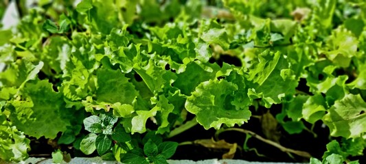A vibrant lettuce field with green leaves growing in fresh soil under sunlight