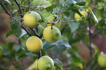 Macro Lemon tree with ripening fruits as an ornamental urban plant in November in Budva Montenegro. High quality photo