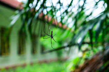 Spider nest in the forest