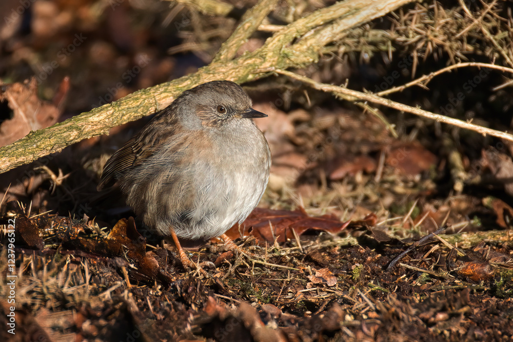 Poster a dunnock, prunella modularis, is captured among the vegetation on the floor searching for food. the