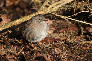 Obraz premium a dunnock, Prunella modularis, is captured among the vegetation on the floor searching for food. there is space for copy text surrounding the bird