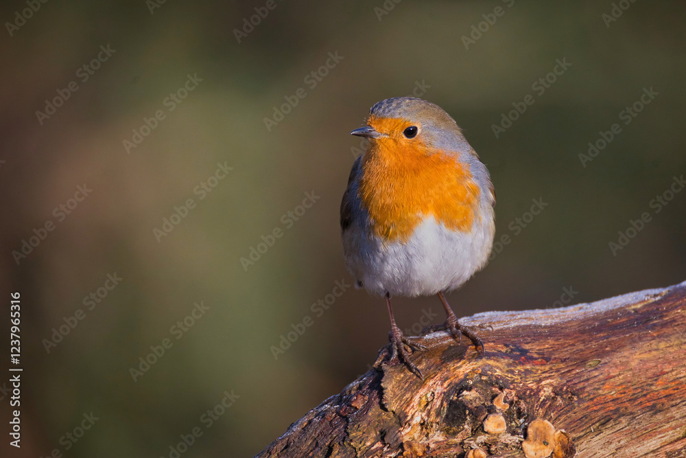 Poster a portrait of a robin, erithacus rubecula, as it is perched on an old tree trunk.the natural out of 