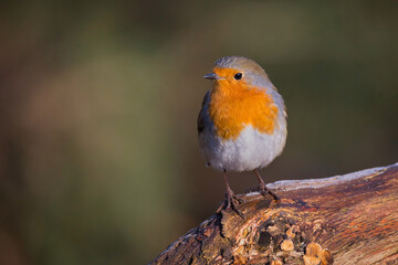a portrait of a robin, Erithacus rubecula, as it is perched on an old tree trunk.The natural out of focus background has space for copy text