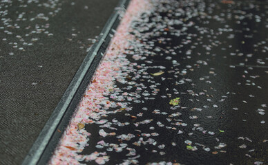 Selective focus on part of the street and sidewalk curb lined with wet fallen cherry blossom petals after a spring rain in Tokyo