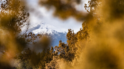 Juniper  trees in the forest in Sisters Oregon