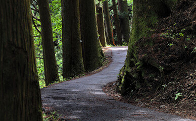 First person view of a narrow road winding along a heavily forested mountainside on a sunny day in early summer