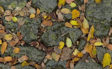 Top-down view of fallen yellow and brown leaves over rocks partially coated with lichen and moss