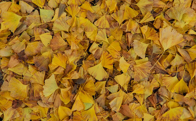 Top-down view of a thick carpet of fallen bright yellow ginkgo leaves