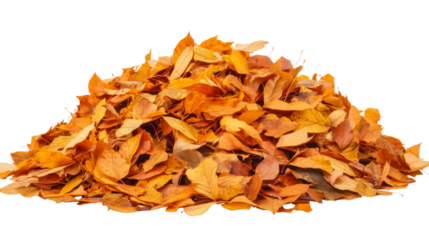 Pile of orange autumn leaves creating a mound on transparent background