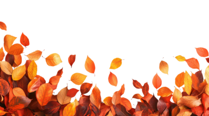 Autumn leaves falling on transparent background with copy space