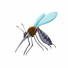 mosquito isolated on white