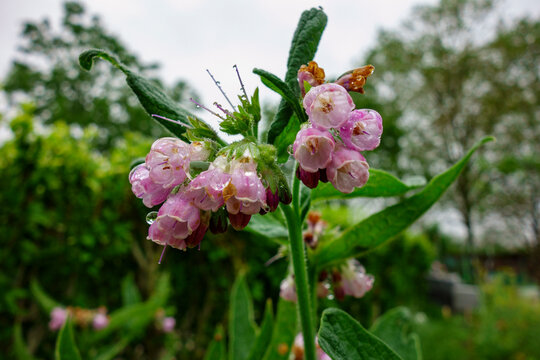 Fleurs de consoude