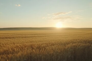 Obraz premium Golden Wheat Field at Sunset in Late Afternoon Light