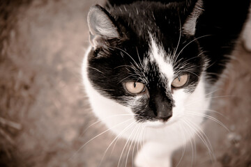 Schwarzwei&szlig;e Hauskatze