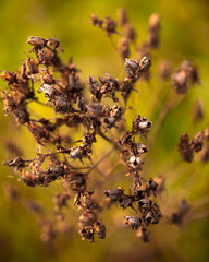 Vertrocknete Bl&uuml;te
