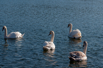 Graceful white swans swimming in the lake, swans in the wild.Swans swim on the water.