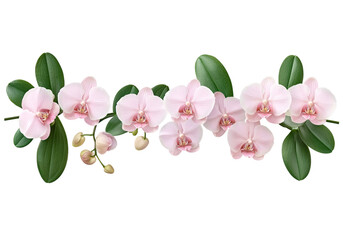 Flower,garland,isolated clipart. Delicate pink orchids with green leaves on a black background, showcasing natural beauty.