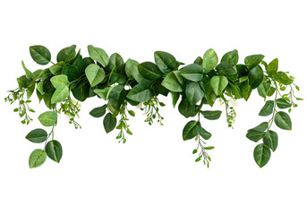 Flower,garland,isolated clipart. Lush green foliage with delicate leaves arranged against a black background.